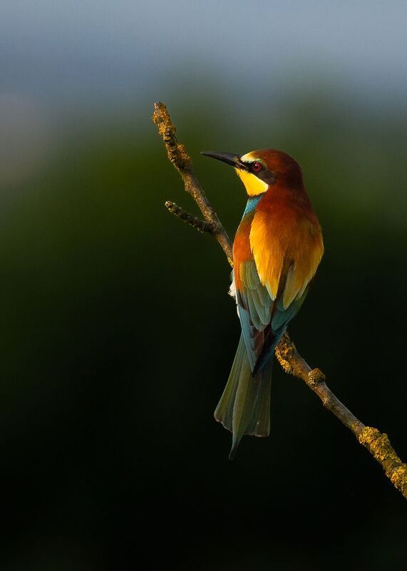 Bee-eater фото превью