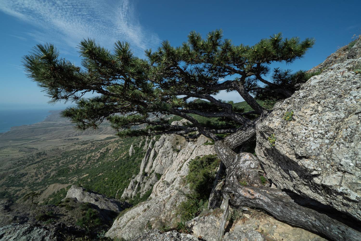 Россия, Крым, Эчки-Даг, сосна Крыло Дельтаплана, Гаврилов Юрий