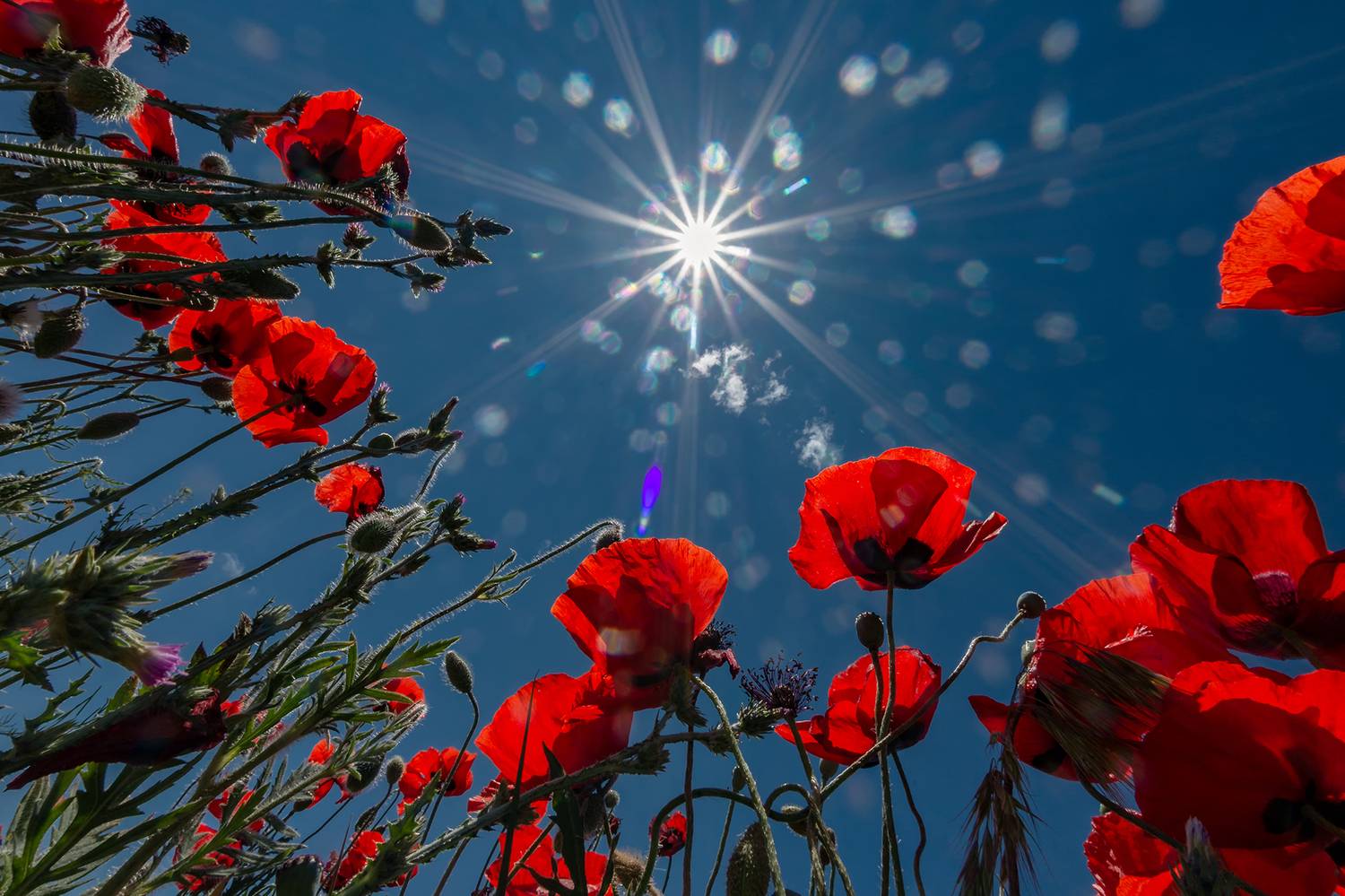 , Владимир Ноздрачев