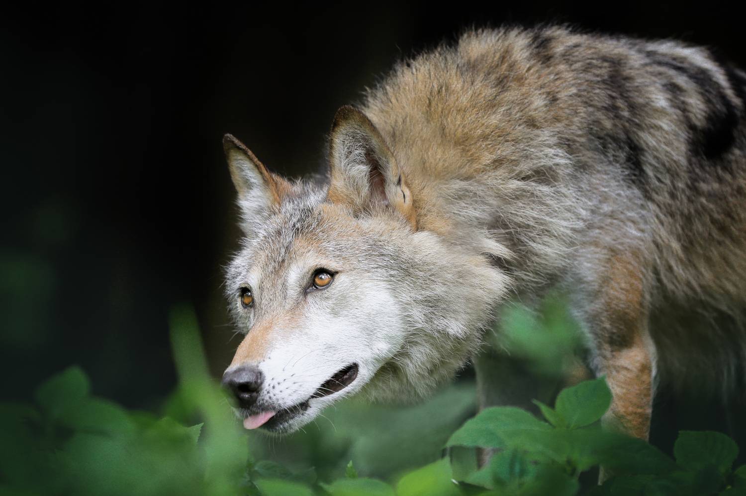 , Андрей Ершов