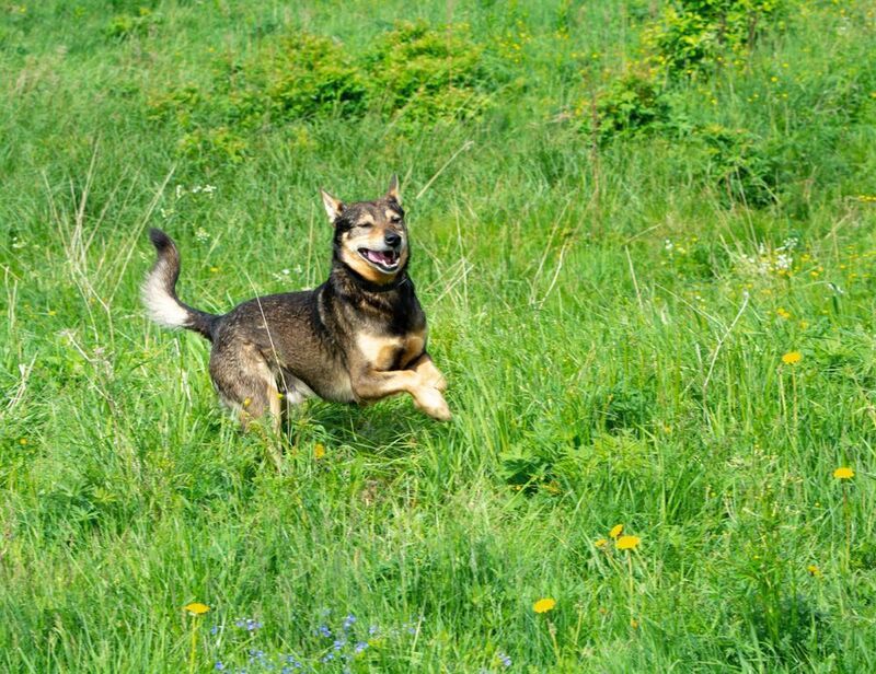 Собака улыбака. фото превью