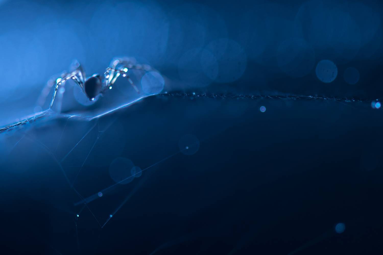 , Соварцева Ксения