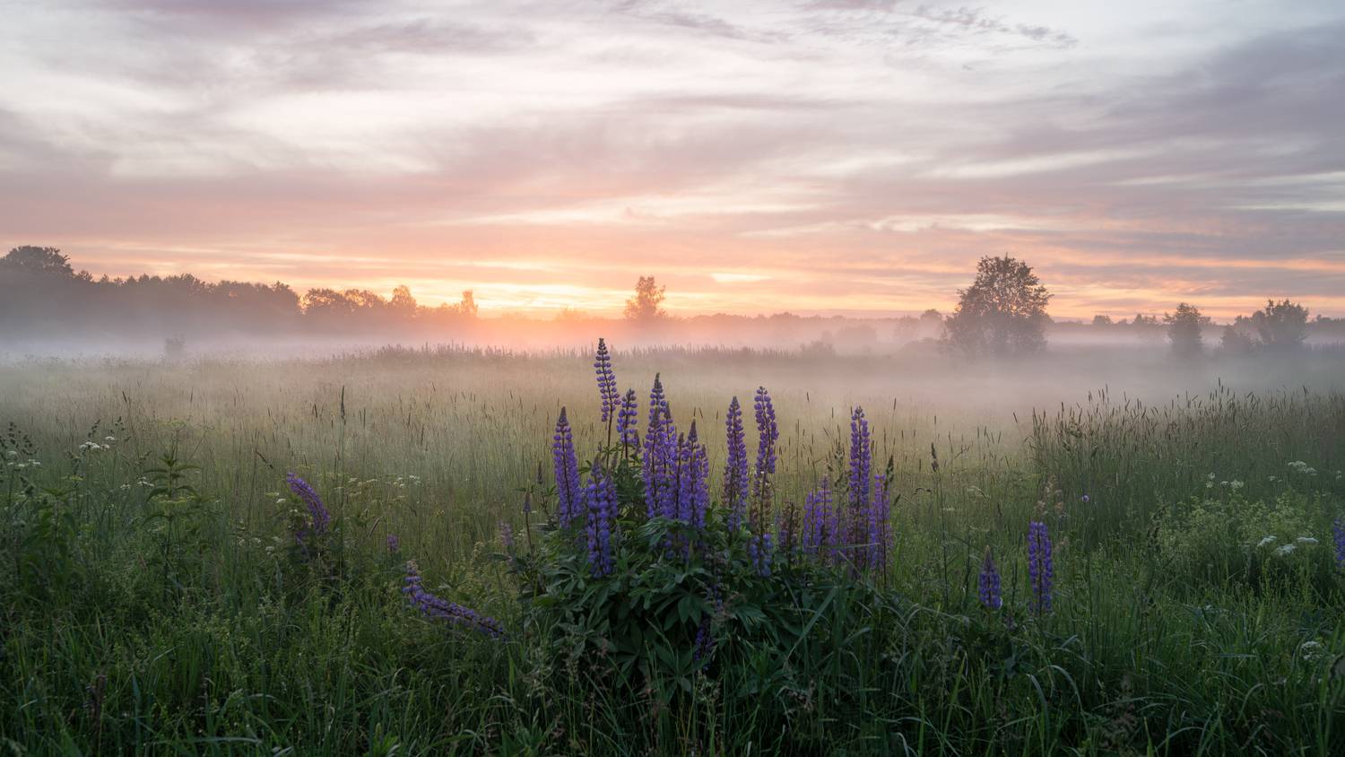 вечер, закат, солнце, свет, краски, туман, небо, облака, цветы, Виталий Полуэктов