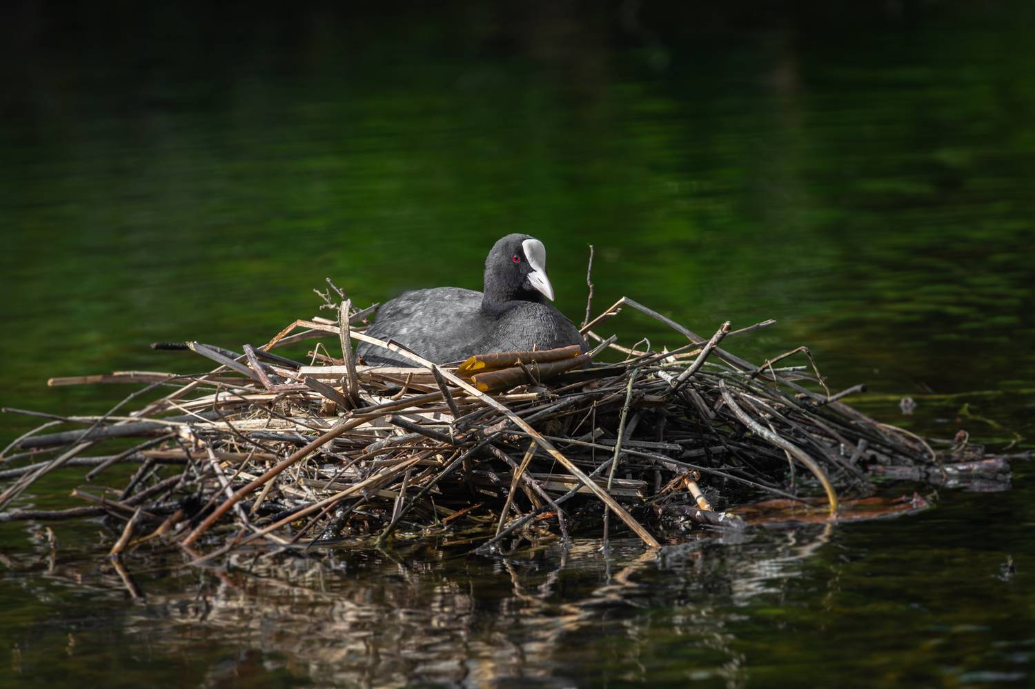 лысуха, гнездо;  fulica atra; eurasian coot; nest, Наталья Паклина