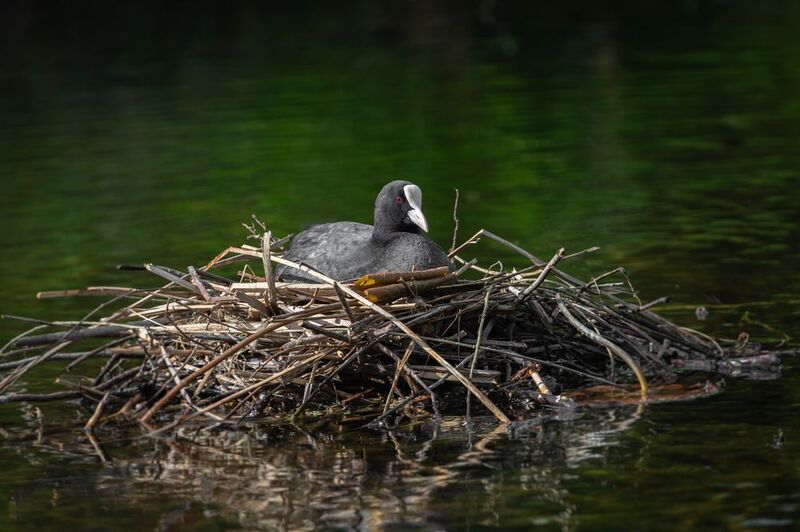 лысуха, гнездо;  fulica atra; eurasian coot; nest Хозяйка горы фото превью