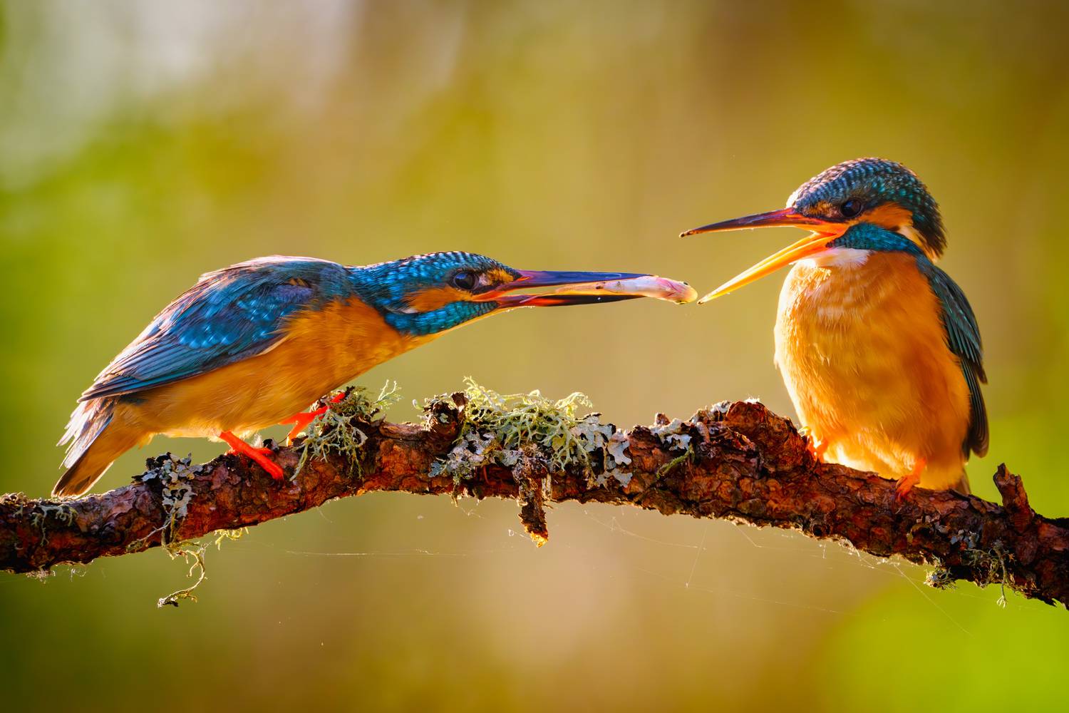 , Владимир Ежов