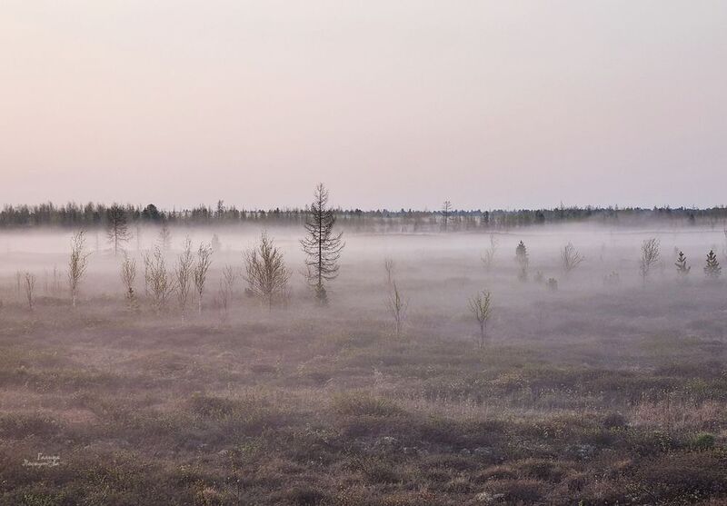 тундра, туман, северная природа, утро, воздушная перспектива Обволакивающая прелесть туманного утра фото превью