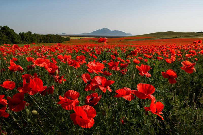кавказ, кмв, кавказские минеральные воды, горы, лето, бештау, цветение, полевые цветы, маки, маковое поле Маковый ковер фото превью