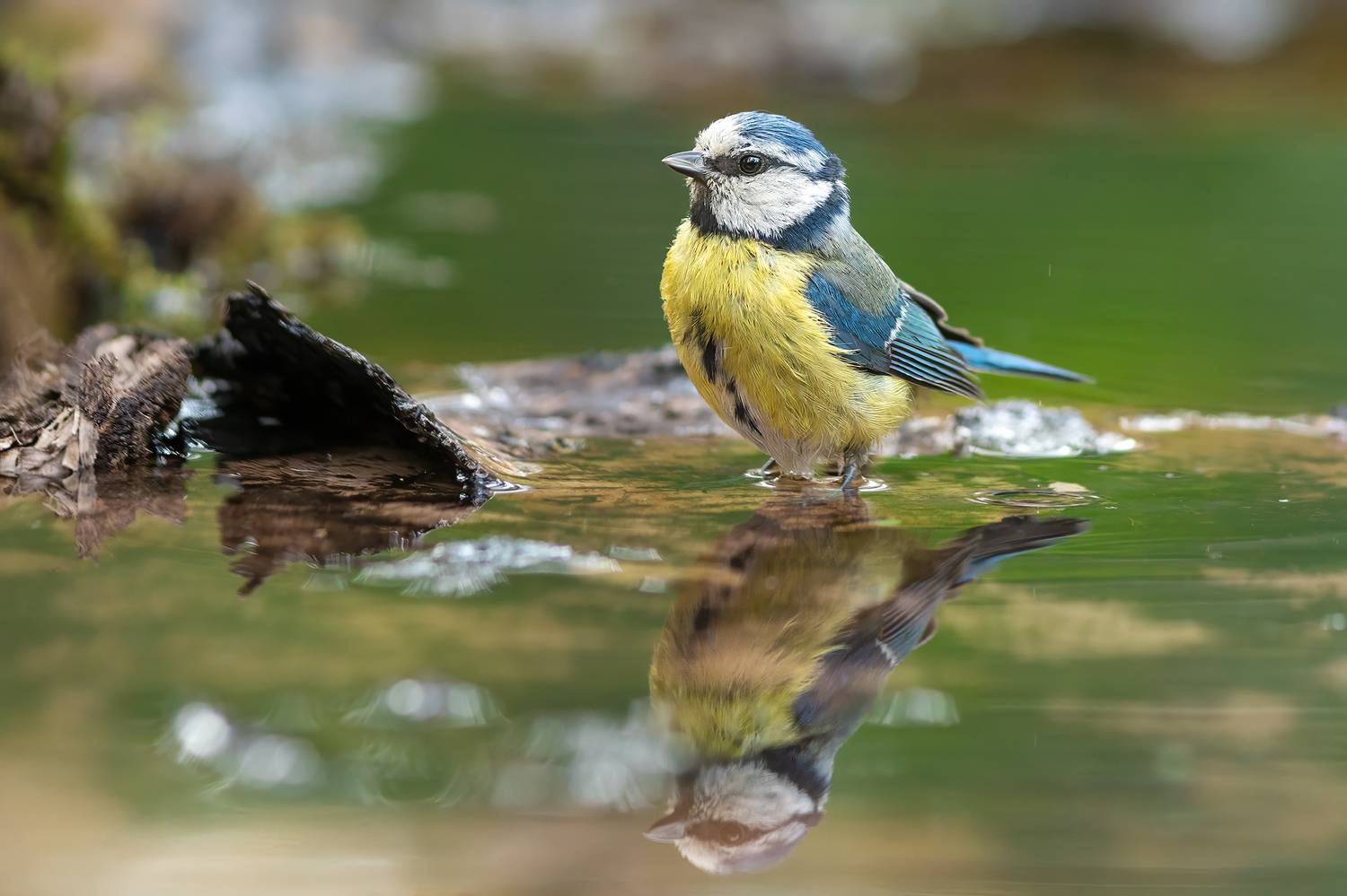 животные, птицы, лазоревка, природа, дикая природа, лето, nature, wildlife, canon, Пронин Денис