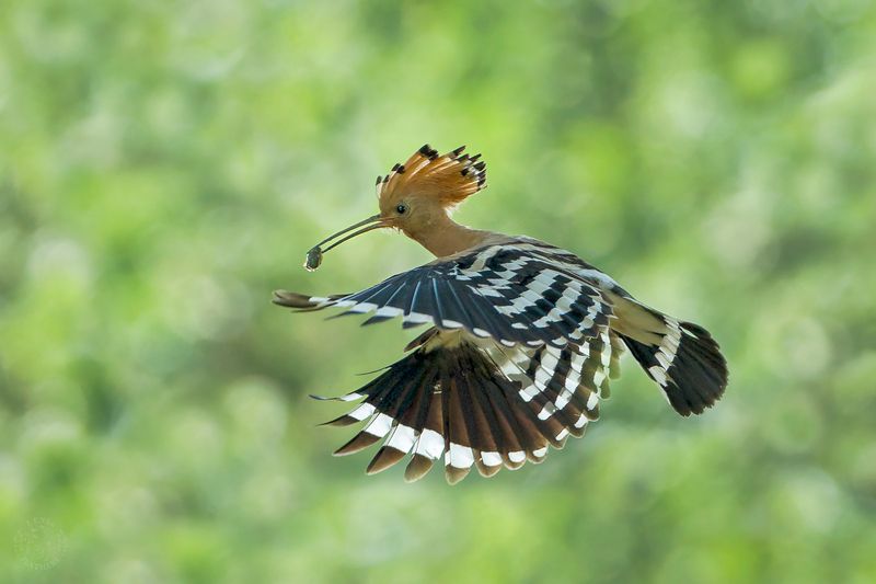 Удод - Lens and Feathers фото превью