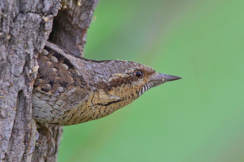 вертишейка, jynx torquilla, Вертишейка. фото превью