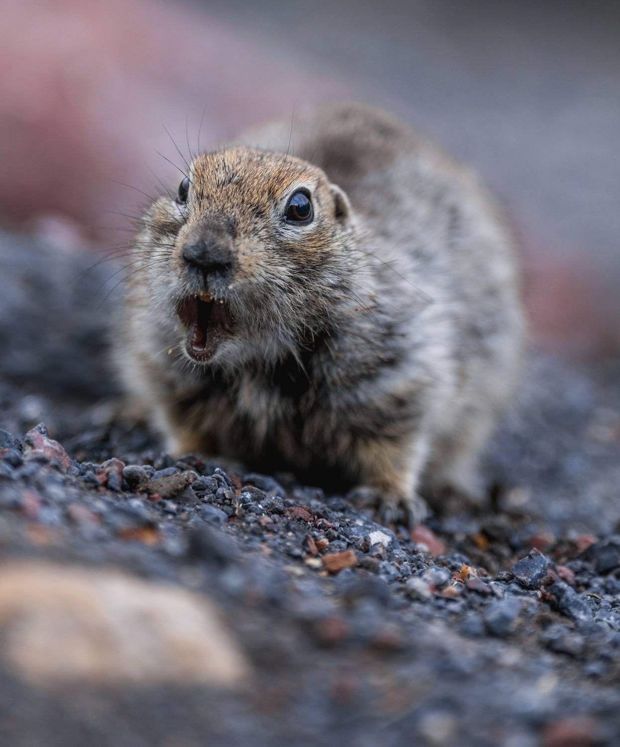 , Дэм Константин