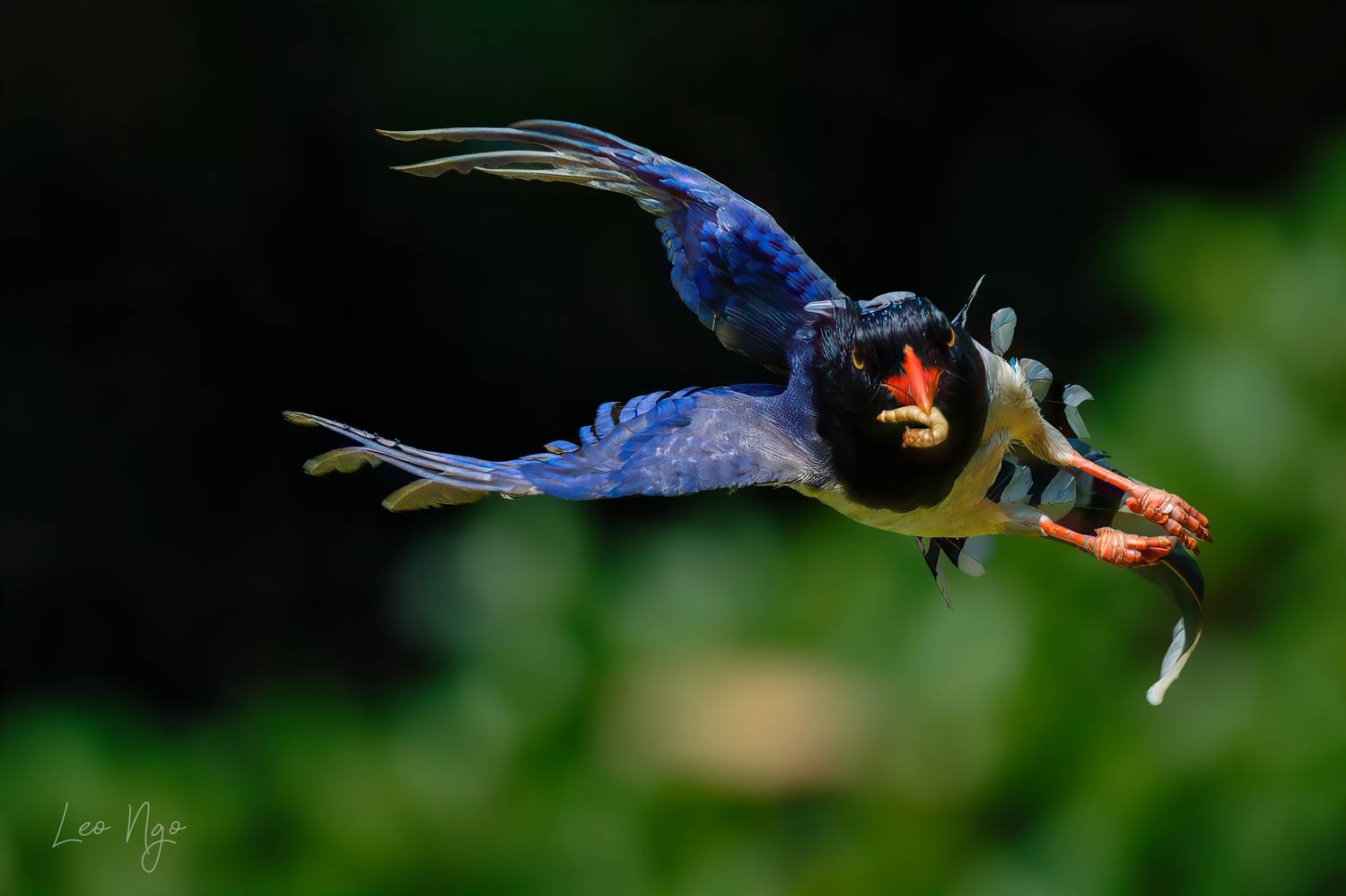 , Ngo Hoang Nguyen - Leo Ngo