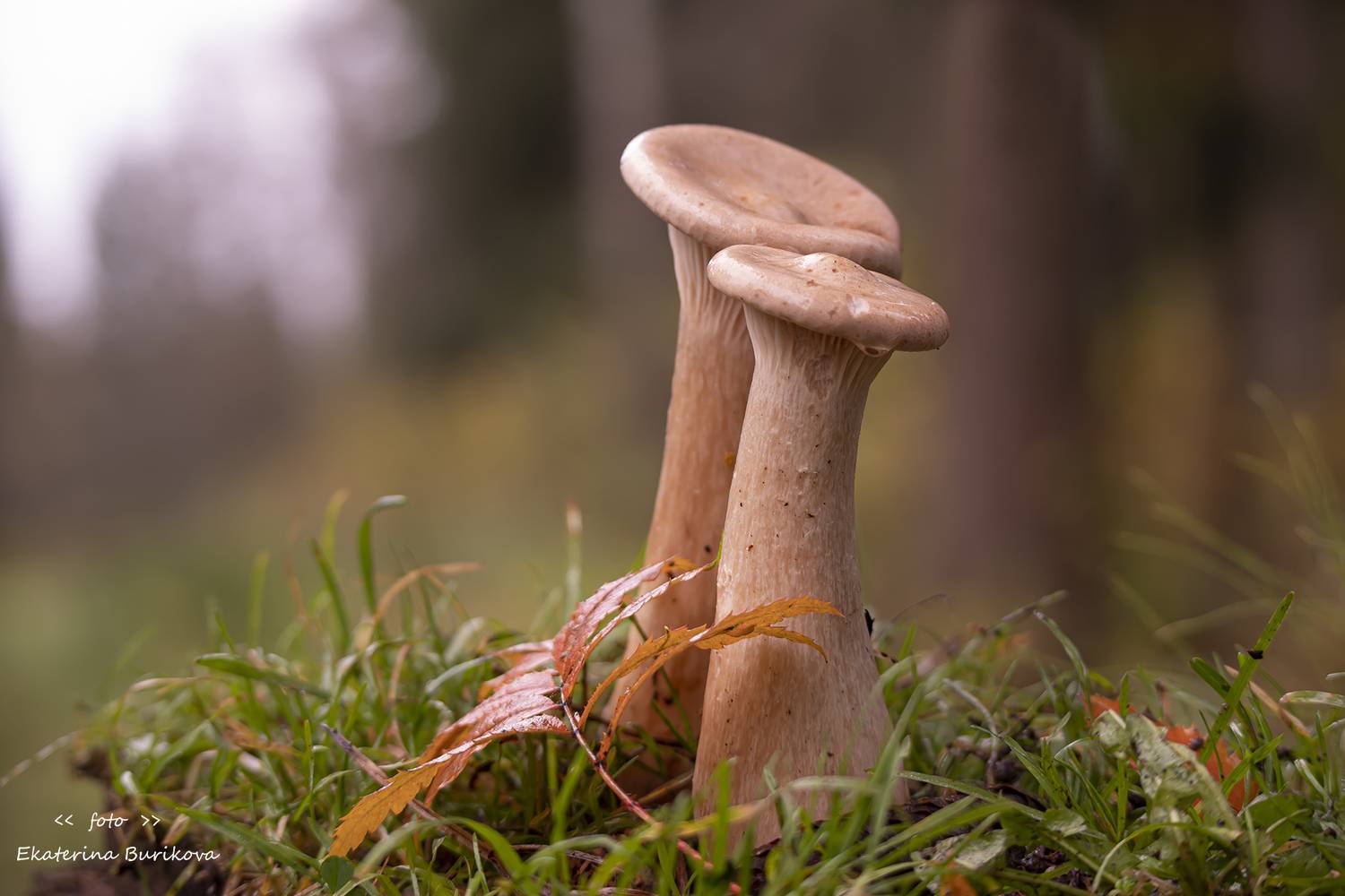 , Бурикова Екатерина