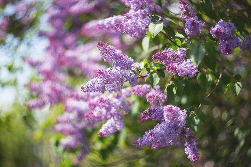 Сиреневый май (часть 1)