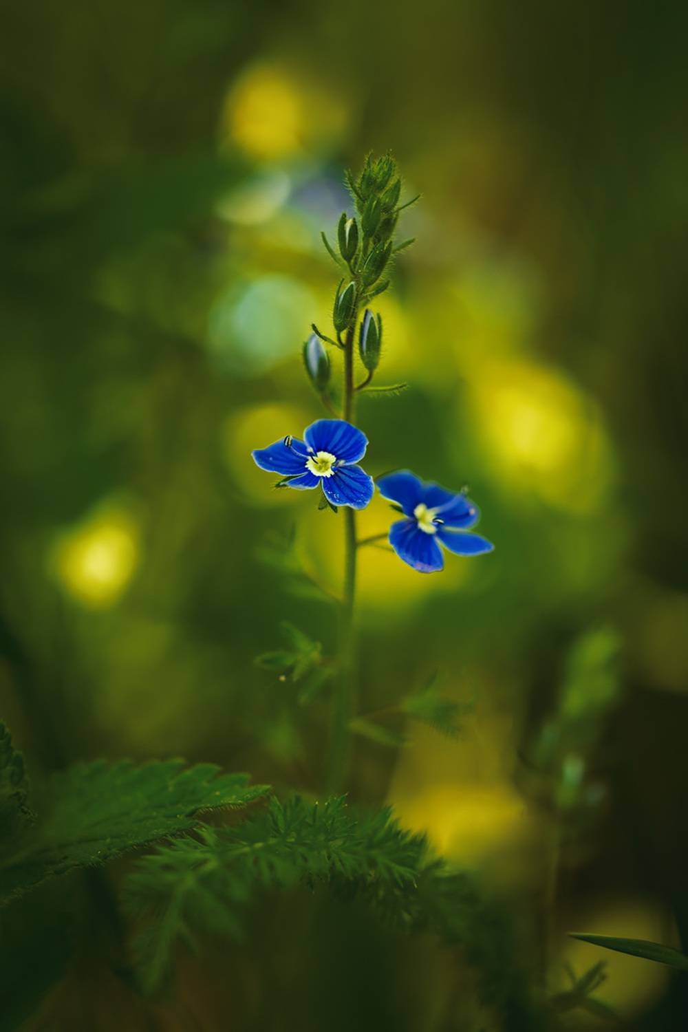 , Рагинская Ольга