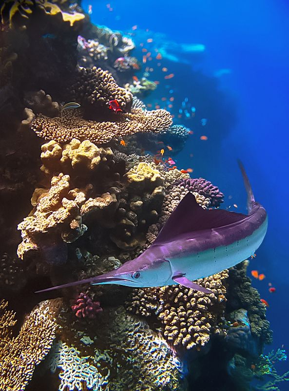 Марлин. фото превью