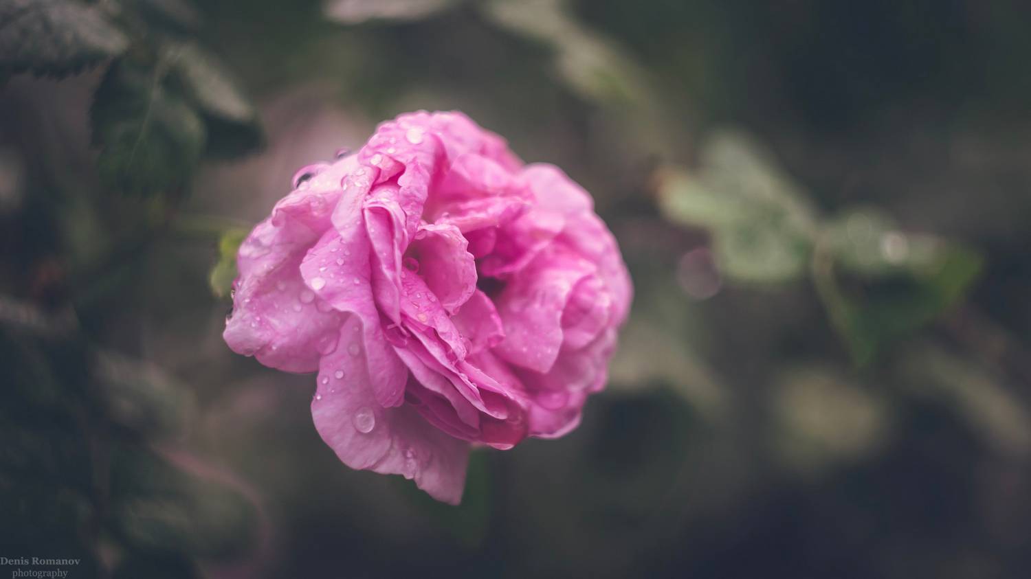 макро, цветы, flower, macro, Denis Romanov