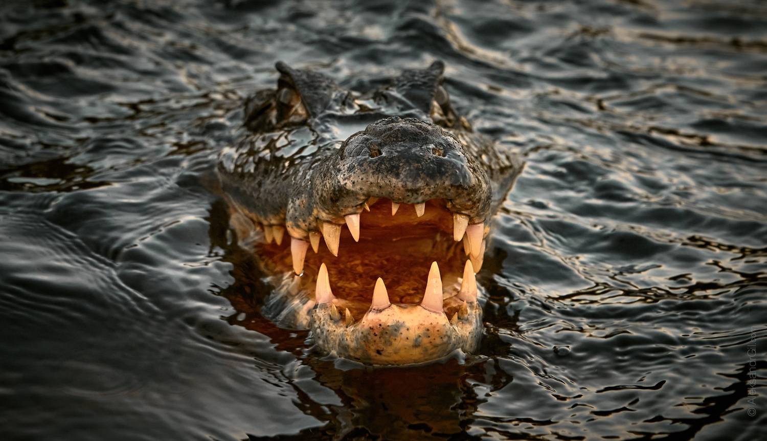 , Гиль Александр