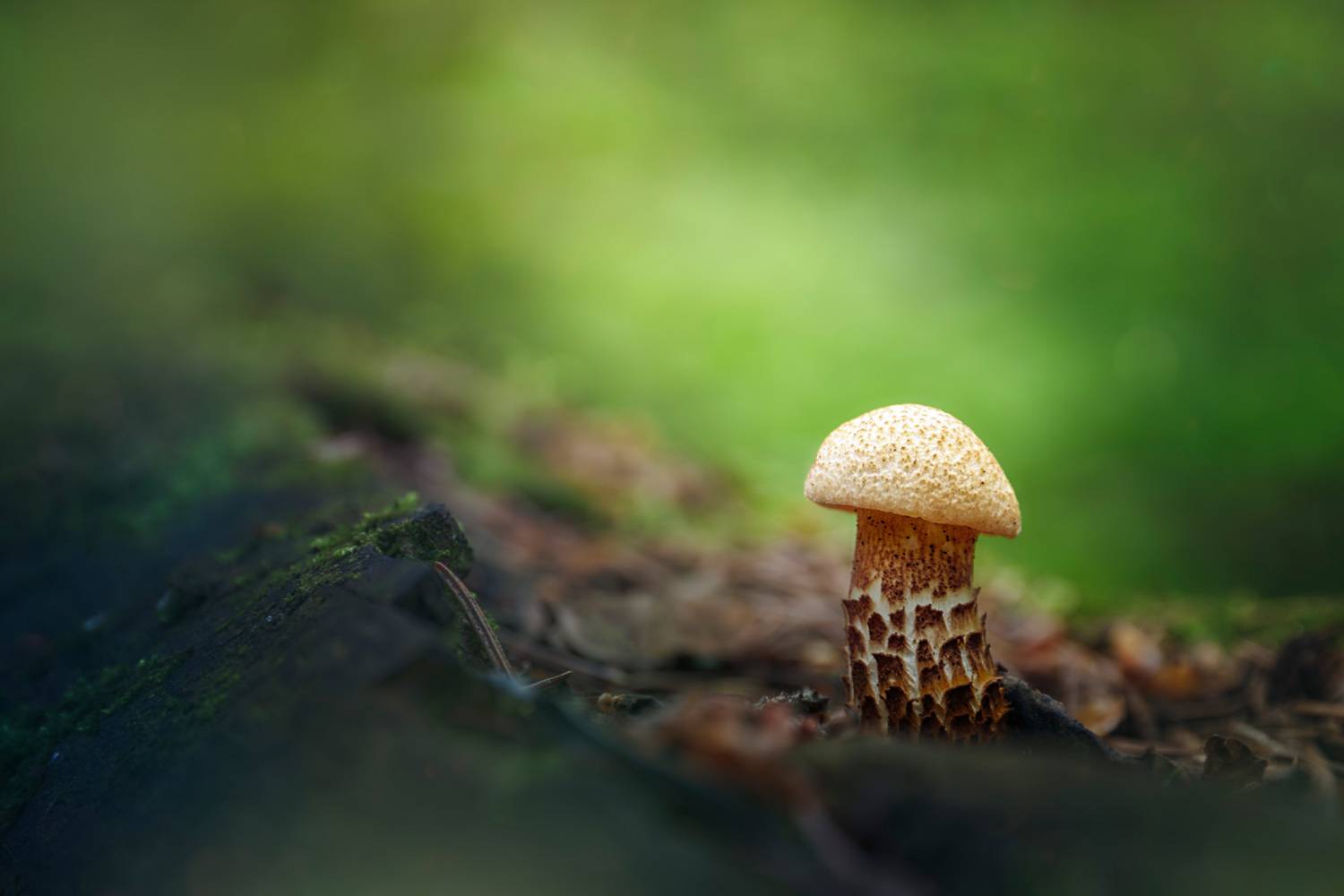 гриб, Валерий Вождаев