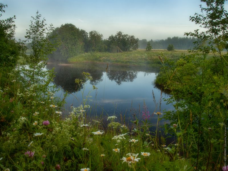 лето, север, череновская, устьянский район, архангельская область, русский север Утро на Падоме фото превью