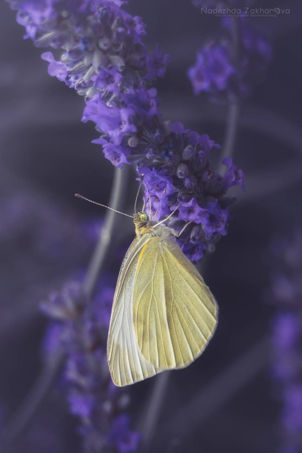 , Захарова Надежда