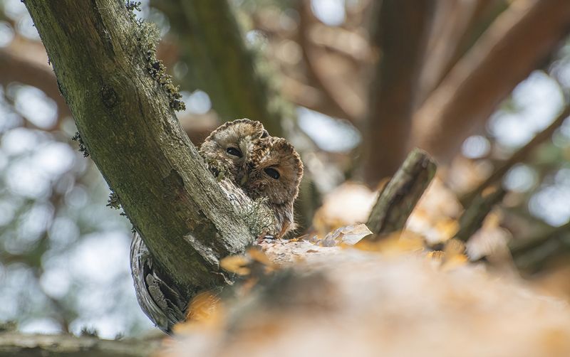 Совиный взгляд :) фото превью