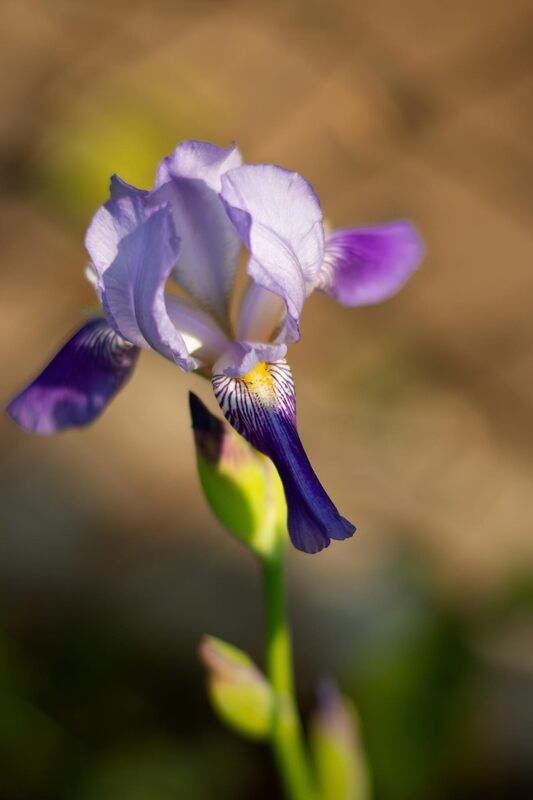 Голубой ирис фото превью