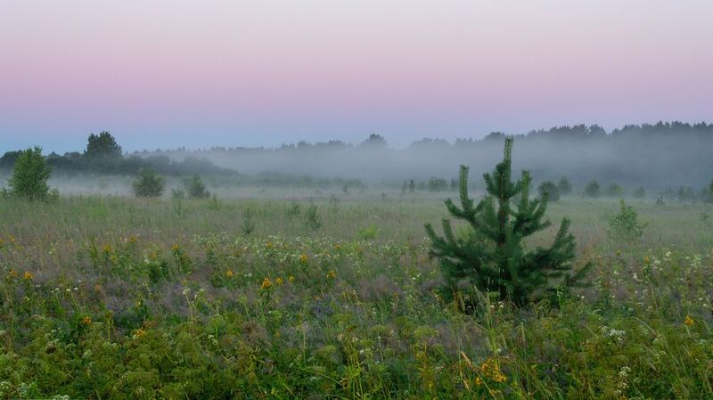 Юная сосенка на рассвете фото превью