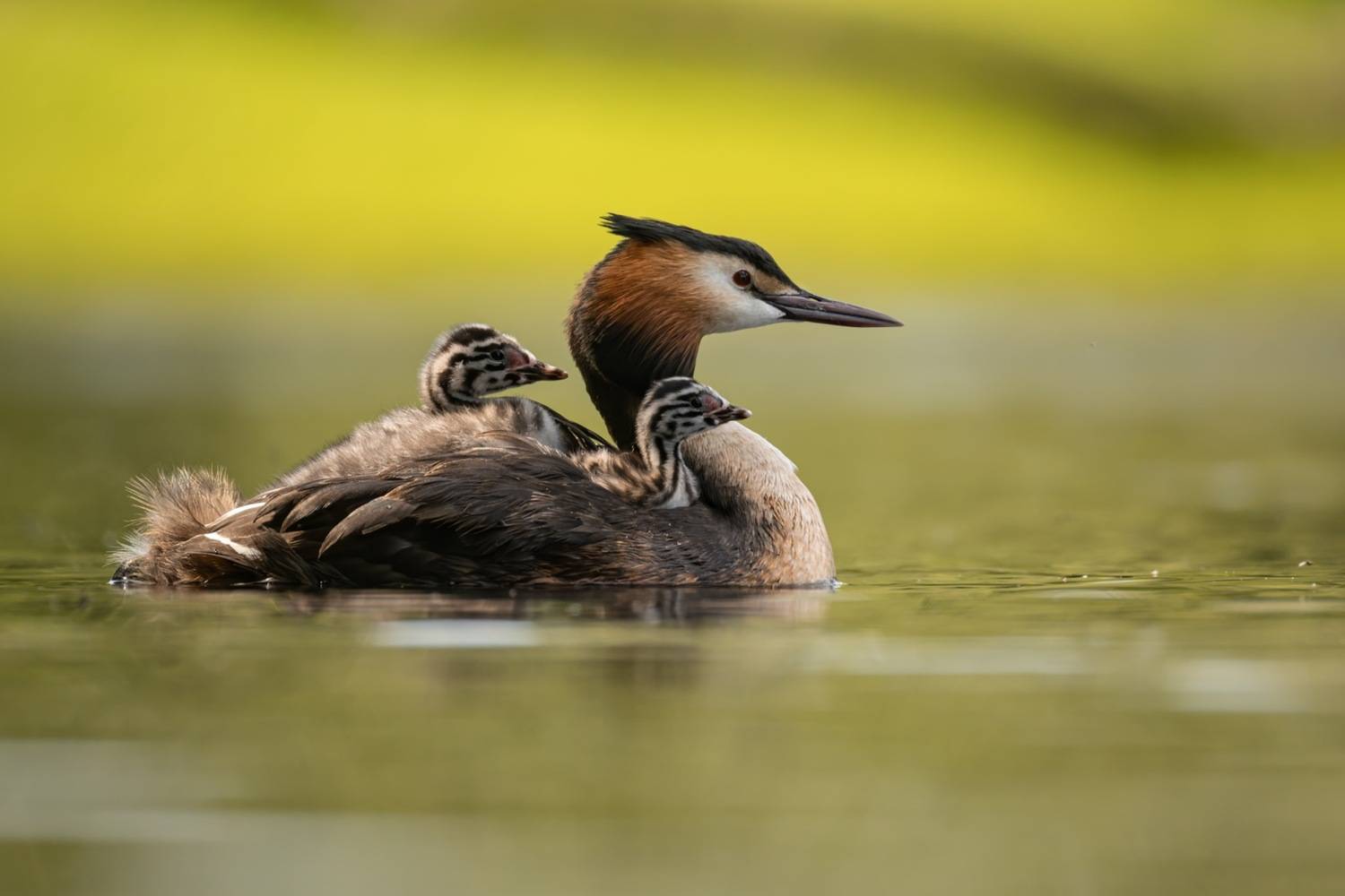 чомга, птенцы, птицы, поганка, большая поганка, Руслан Pl