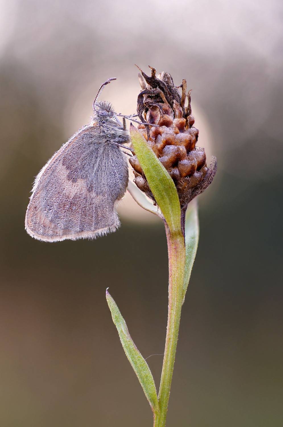 Бабочка, Чепленко Алексей