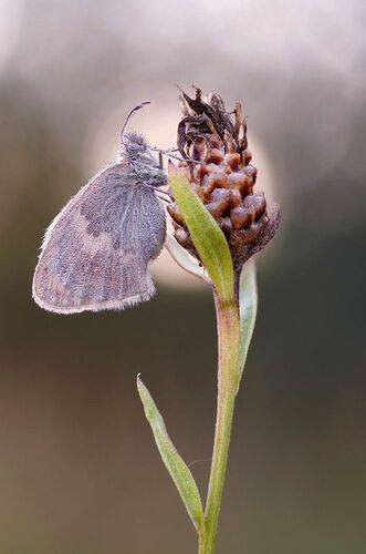 В утренней росе