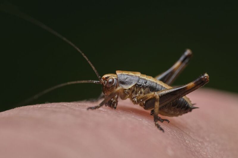 Tiny grasshopper tries to eat a finger фото превью
