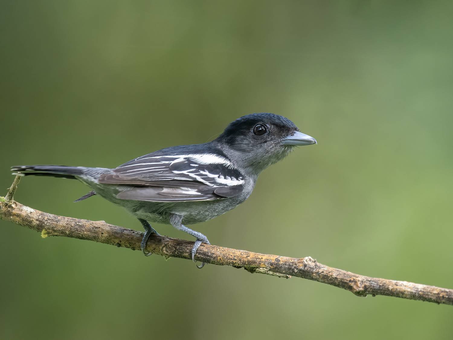 , Fernando Burgalin Sequeira
