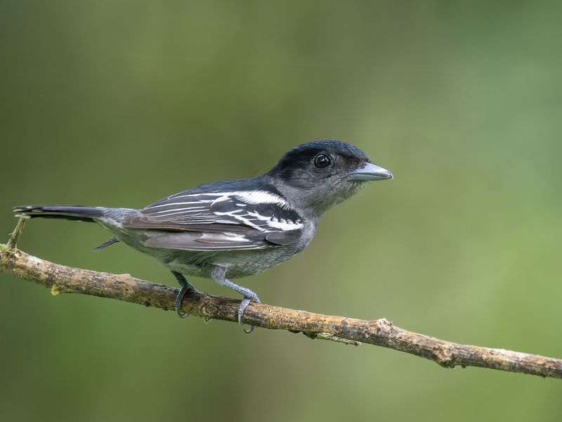 White-winged Becard фото превью