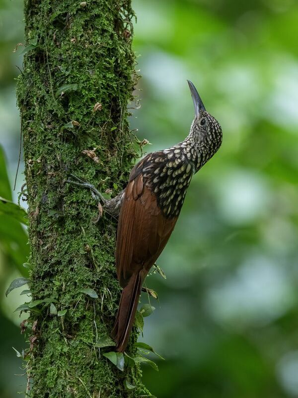 Black-striped Woodcreeper фото превью