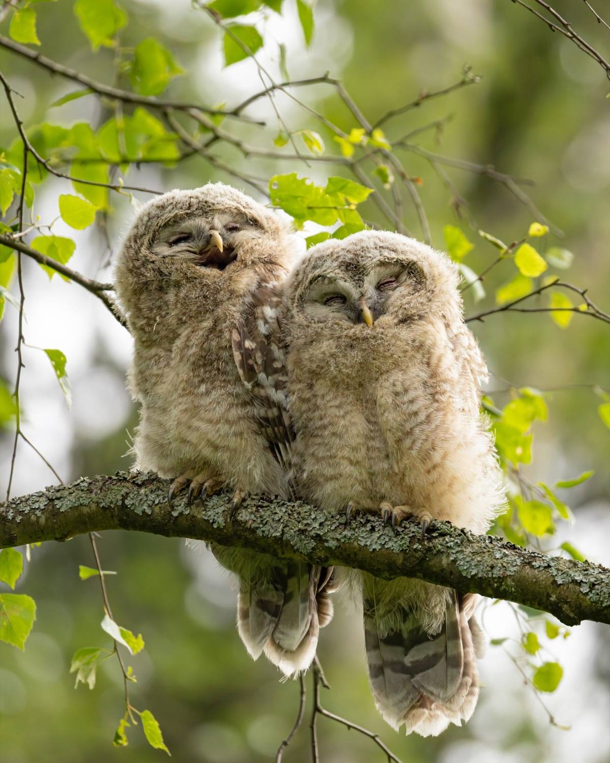 уральская неясыть, длиннохвостая неясыть, совенок, птицы, неясыть, Руслан Pl