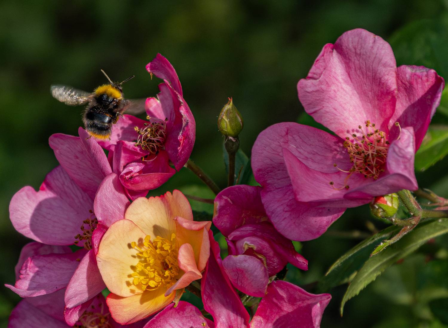 , Курлянцев Алексей