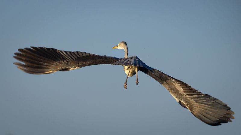 Heron фото превью