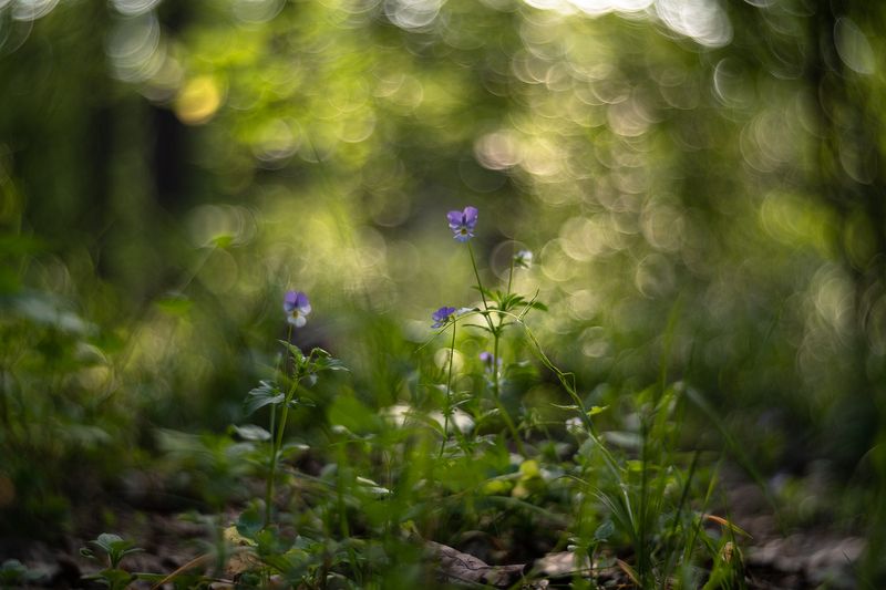 лесные фиалки, утро, воронеж, лес, весна, nikon d850, красота, зенит селена 58mm f/1.9 n, nikon f Лесные фиалки... фото превью