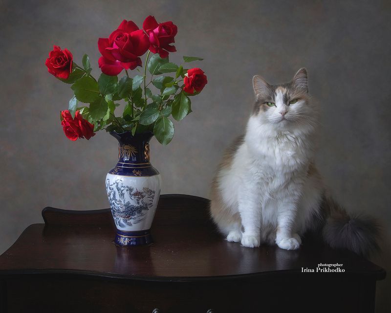 кошки, животные, пушистики, трехцветные кошки, букеты, розы, лето Звезда позирует с букетом роз фото превью