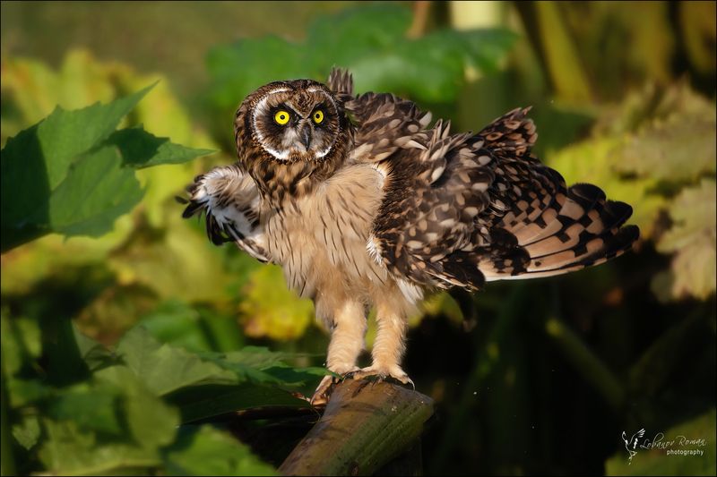 * * * фото превью