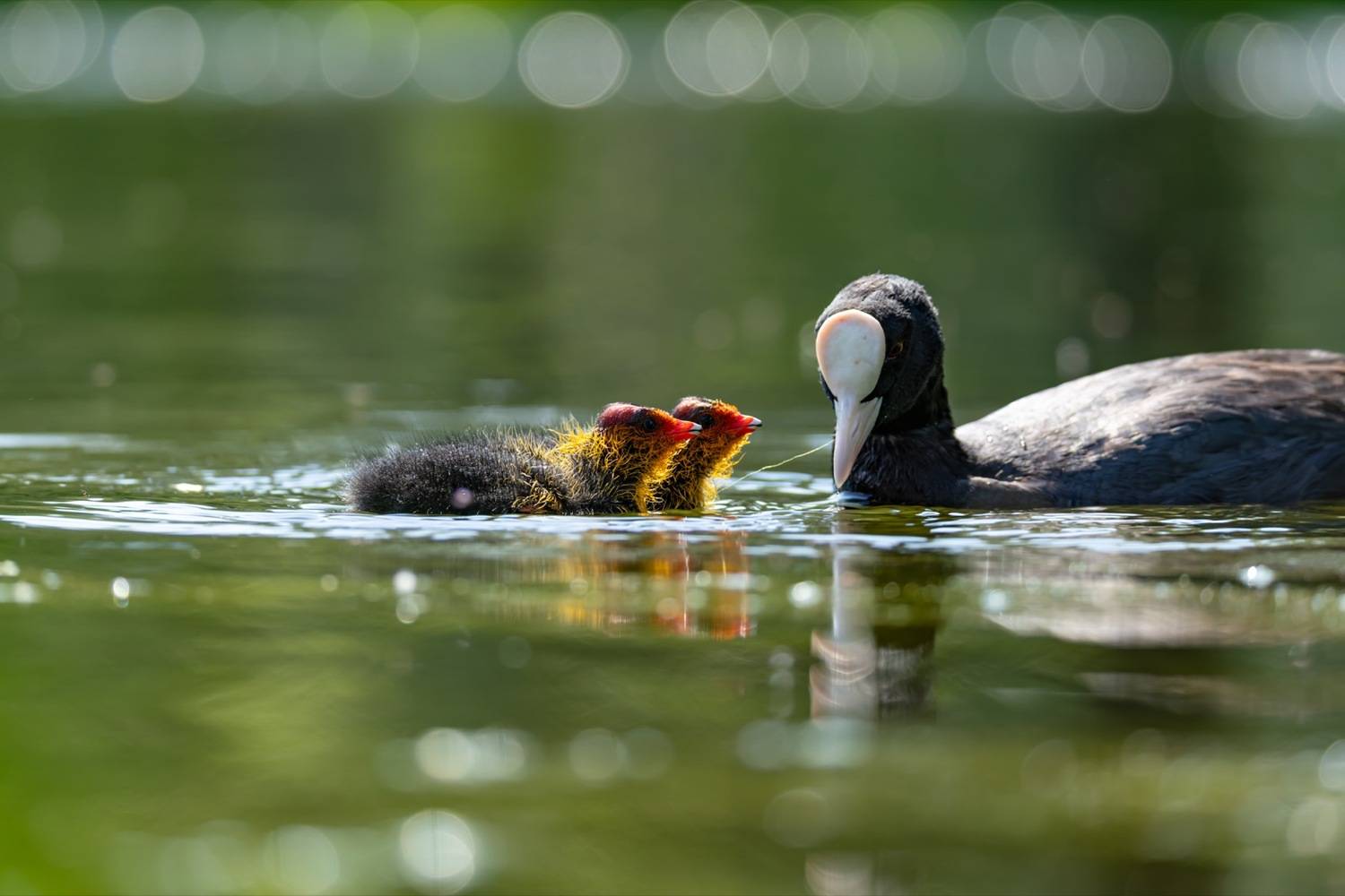 птицы, лысуха, птенец, лысенок, Руслан Pl
