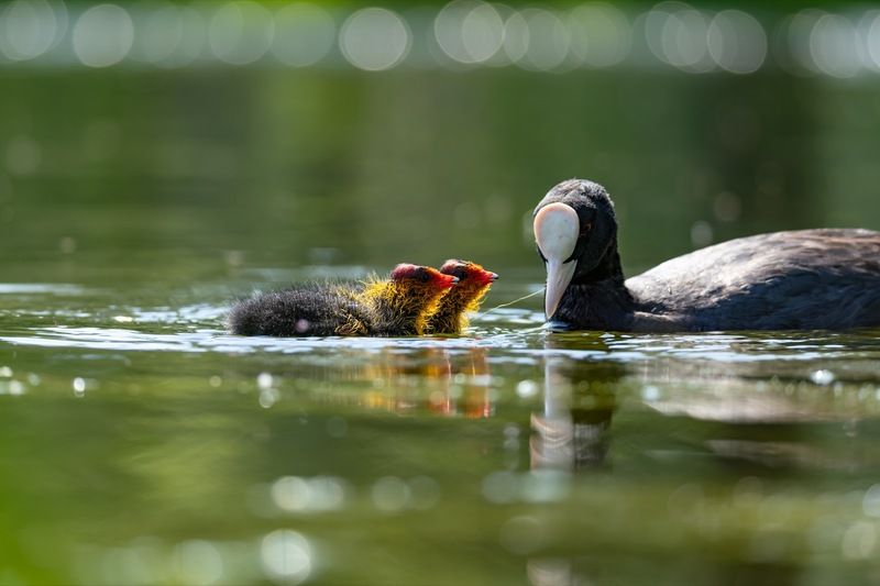 птицы, лысуха, птенец, лысенок  фото превью
