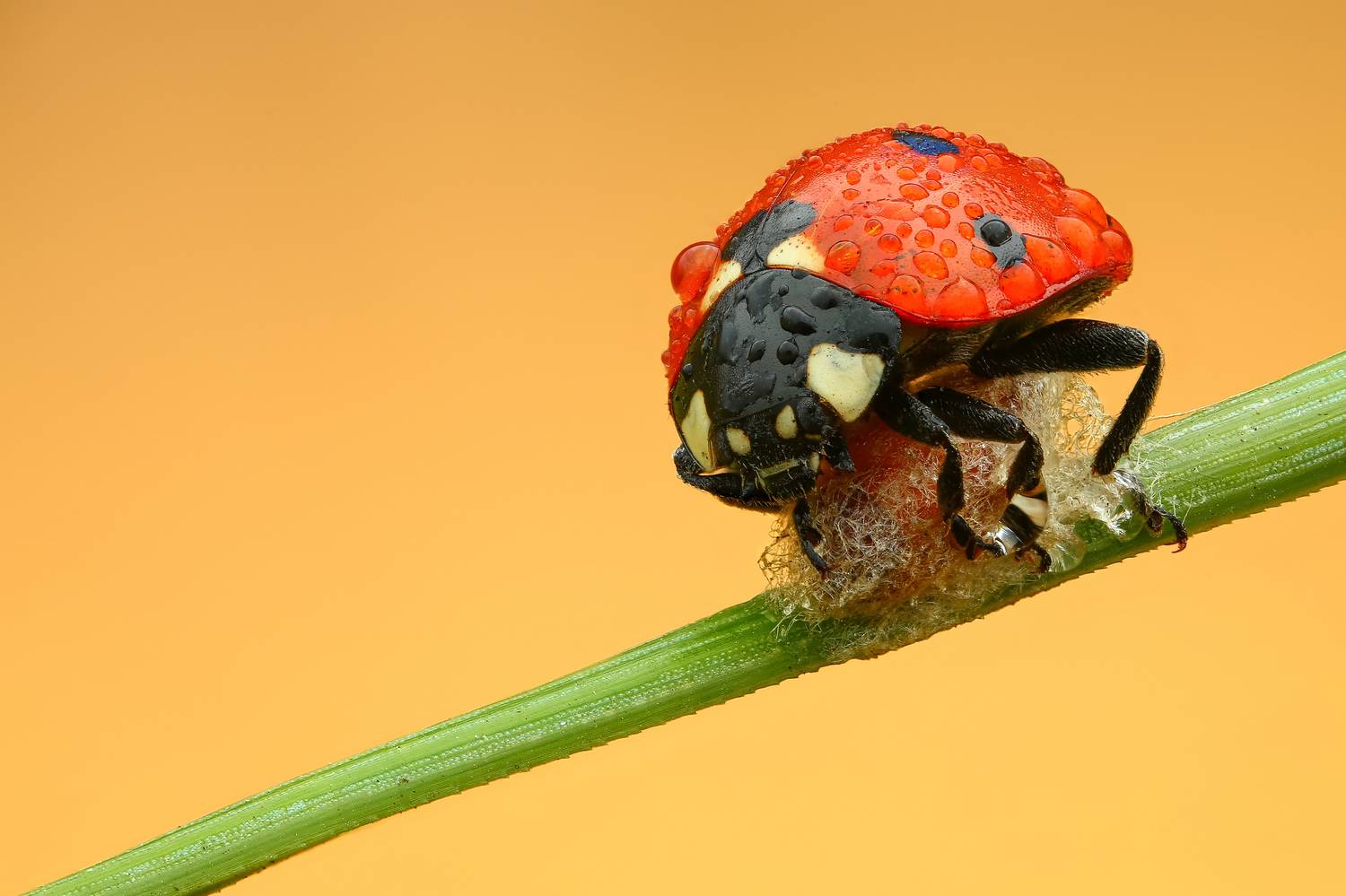 макро,природа,животное,жук,беларусь,растение,трава,насекомое,цвет,красный, Шаповалов Андрей