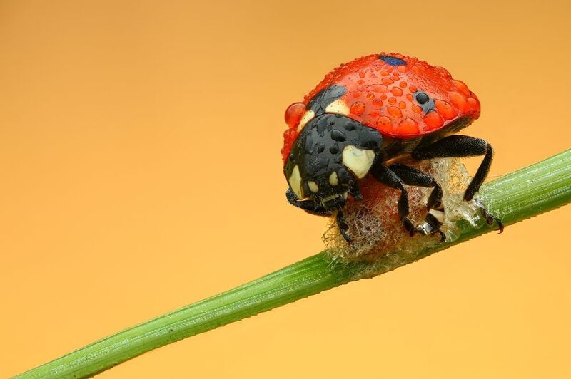 макро,природа,животное,жук,беларусь,растение,трава,насекомое,цвет,красный Рабыня фото превью