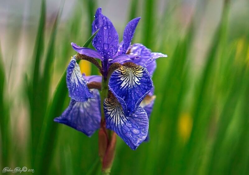 *** фото превью