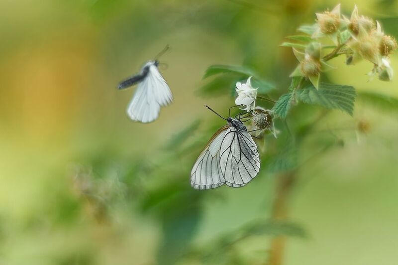 боярышницы фото превью