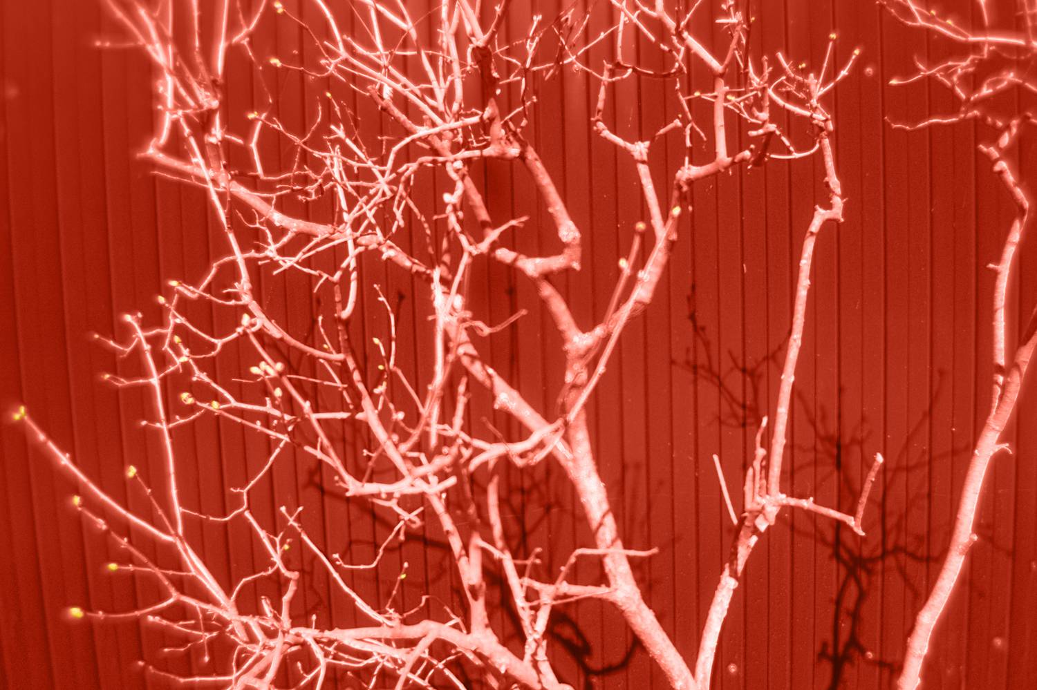 , Таня Смолевская