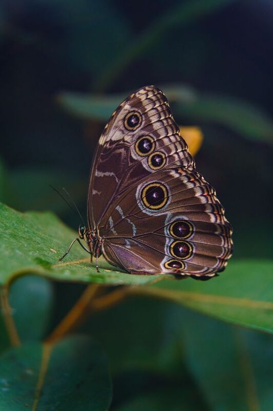 Синий Морфо фото превью